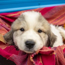 Great Pyrenees Puppies from Kathy Ann's Farm