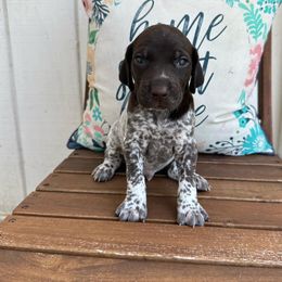 Onyx - Liver roan German Shorthaired Pointer puppy in Longview, Texas from Interstellar GSPs