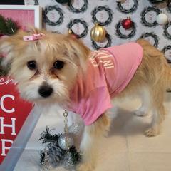 Girl 2 - Gold and white female Shorkie puppy in Boca Raton, Florida from Tina-Marie's Pups