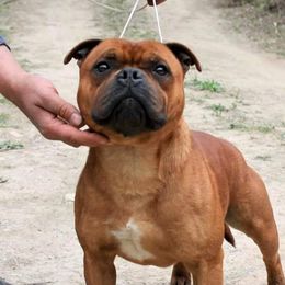 Many - Staffordshire Bull Terrier