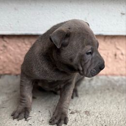 Felix - Blue dilute male Chinese Shar-Pei puppy in Lehigh Acres, Florida from Florida Wrinkles & SunKissed Schnauzer’s