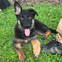 Cash - Black and red male German Shepherd puppy in Ocala, Florida from Appleridge German Shepherds