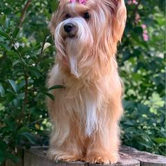 ALINA - Russian Salon Dog