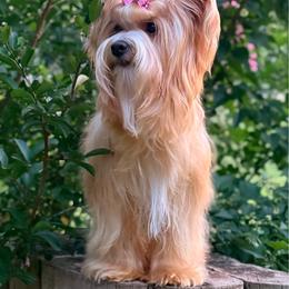 ALINA - Russian Salon Dog