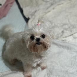 Lilly - White female Maltese puppy in Newport Beach, California from Exotic City Pomeranians and chihuahuas