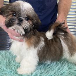 Shih Tzu Puppies from Falling Star