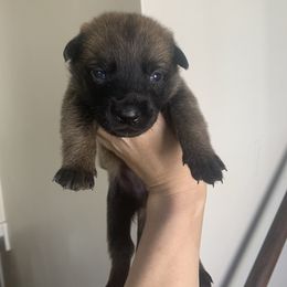 Belgian Malinois, Bull Terrier, and Dutch Shepherd Puppies from ROSC K9