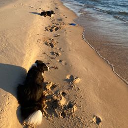 Border Collies from bordercollieludington