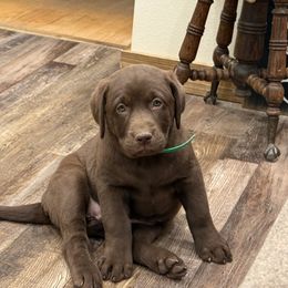 Green collar - Chocolate female Dilute Retriever puppy in Teton County, Montana from East Front Labradors & Treasure State Schnauzers