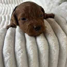 AKC Black Collar - Red  male Poodle puppy in Powder Springs, Georgia from West Cobb Dogs