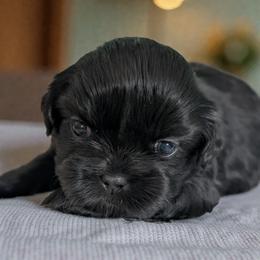 Ripley - Black male Shih Tzu puppy in Claxton, Georgia from Small Pawz Shih tzu