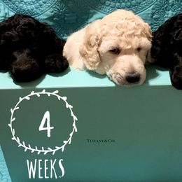 Poodle Puppies from LaFleur Poodles