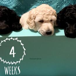 Poodle Puppies from LaFleur Poodles