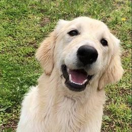 Daisy - Golden Retriever