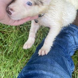 Border Collie Puppies from TiptoeingBorderCollies