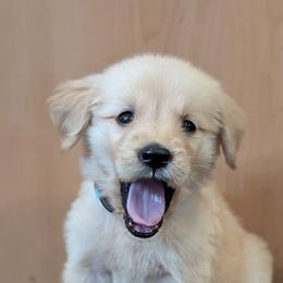 Starburst - Golden female Golden Retriever puppy in Lakeside, Arizona from Tall Pines Goldens