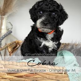 COBRA - Orange collar - Black male Goldendoodle puppy in Watertown, New York from True Friend Doodles