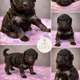 Sapphire,  Kandil family - Phantom female Goldendoodle puppy in Delphos, Ohio from Route 66 Poodles & Doodles, Sapphire Shih-tzu's of Ohio