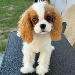 Honey - Blenheim female Cavalier King Charles Spaniel puppy in Spring Hill, Florida from Stardom Chihuahuas & CKCS