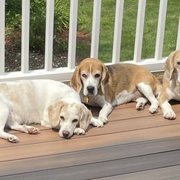 Beagle and Pomeranian All Grown Up from Celtic Rose Kennels