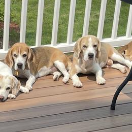 Beagle and Pomeranian All Grown Up from Celtic Rose Kennels