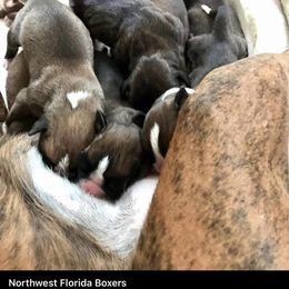 Boxer Puppies from Northwest Florida Boxers