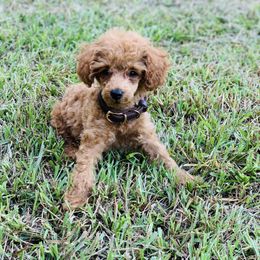Cavapoo and Poodle Puppies from Doodles of West Cobb