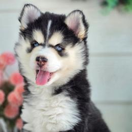 Girl 2 - Tri-color female Pomsky puppy in Princeton, Minnesota from Bluebird House of Pomsky