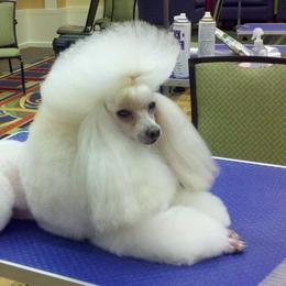 Poodle All Grown Up from Kalinka Poodles