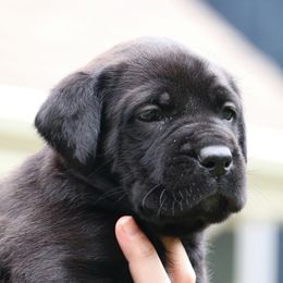 Aurora - Black Cane Corso puppy in Overland Park, Kansas from Solterra Cane Corso