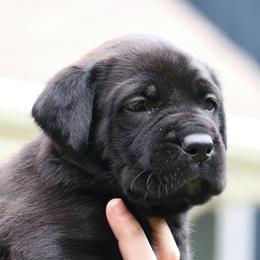 Aurora - Black Cane Corso puppy in Overland Park, Kansas from Solterra Cane Corso
