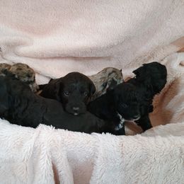 Bernedoodle and Yorkshire Terrier Puppies from Ellies cute as a Button Yorkies