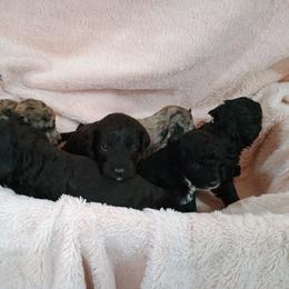 Bernedoodle and Yorkshire Terrier Puppies from Ellies cute as a Button Yorkies