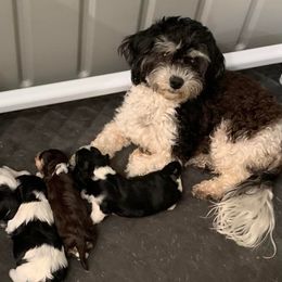 Lucy - Havanese