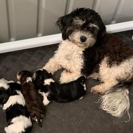 Lucy - Havanese