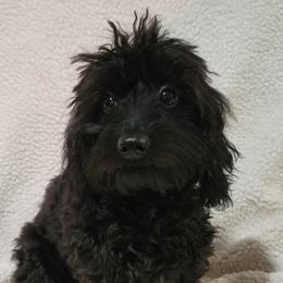Vada - Goldendoodle