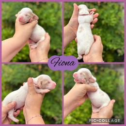 Fiona - Piebald female Dachshund puppy in Wichita Falls, Texas from Long Dogs in The Falls