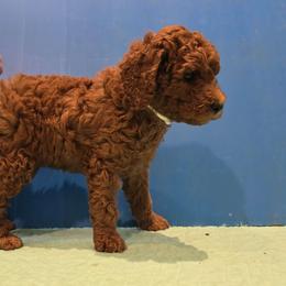 White Collar - Red  female Poodle puppy in Vass, North Carolina from Dakliff Standard Poodles