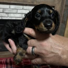 Dachshund Puppies from MI Dachshunds