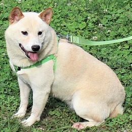 Beagles and Shiba Inu from JDCFARMS
