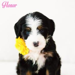 Honor - Black tri-color female Aussiedoodle puppy in Diamond Bar, California from Furrytaildoodles