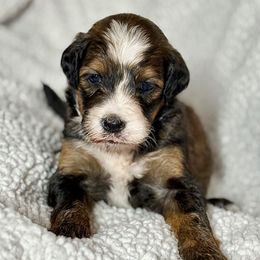 Judy - Sable female Bernedoodle puppy in Louisville, Kentucky from Darlin’s Doodles