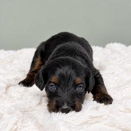 Pope - Phantom male Goldendoodle puppy in Springfield, Ohio from Dawson & Daryn's Royal Companions