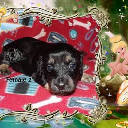 Dachshund Puppies from Dawn's Dachshunds