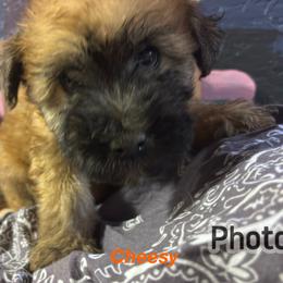 Cheesy - Wheaten male Soft Coated Wheaten Terrier puppy in Gladewater, Texas from Felicias Swheaties
