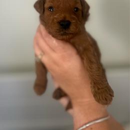 Willie - Red  male Goldendoodle puppy in Feasterville, Pennsylvania from Taylor Doodles