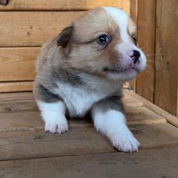 Reserved - Sable male American Corgi puppy in Pioneer, Michigan from Country Corners Corgis