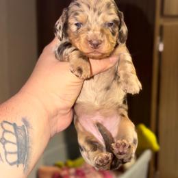 Woody - Dapple male Dachshund puppy in Hornbeck, Louisiana from A&Z Mini Dachshunds