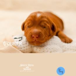Courier - Red male Australian Labradoodle puppy in Redding, California from Shasta Royal Monroe Puppies