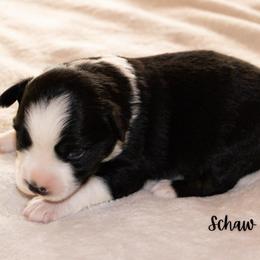 Schaw - Black tri male Miniature Australian Shepherd puppy in Blackfoot, Idaho from Bellewynd Acres